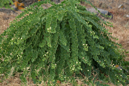 Capperi - ph. Barone