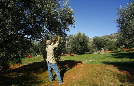 Nebrodi-raccolta delle olive