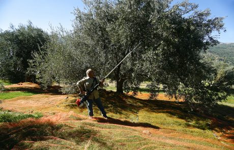 Raccolta delle olive