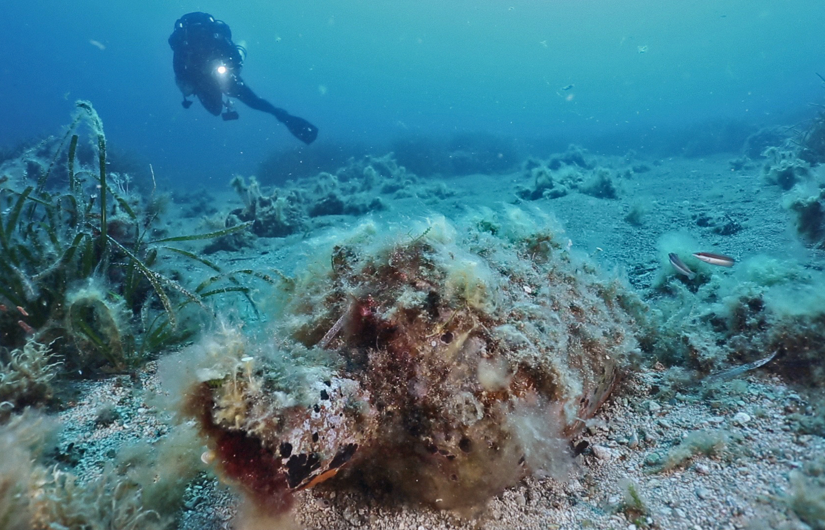 Itinerario Isola delle Femmine_Anfora Dressel 1__photo Salvo Emma
