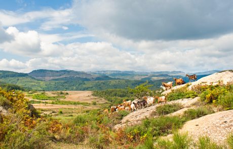 Nebrodi - ph. Just Maria