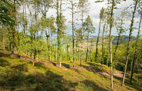 Nebrodi - ph. Just Maria