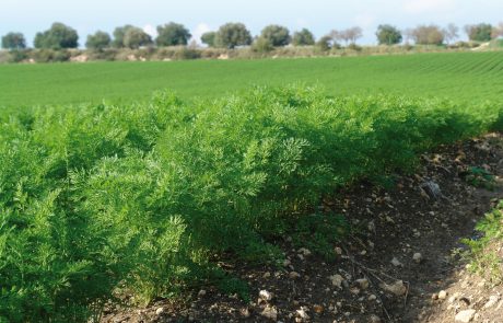 Carota novella di Ispica igp